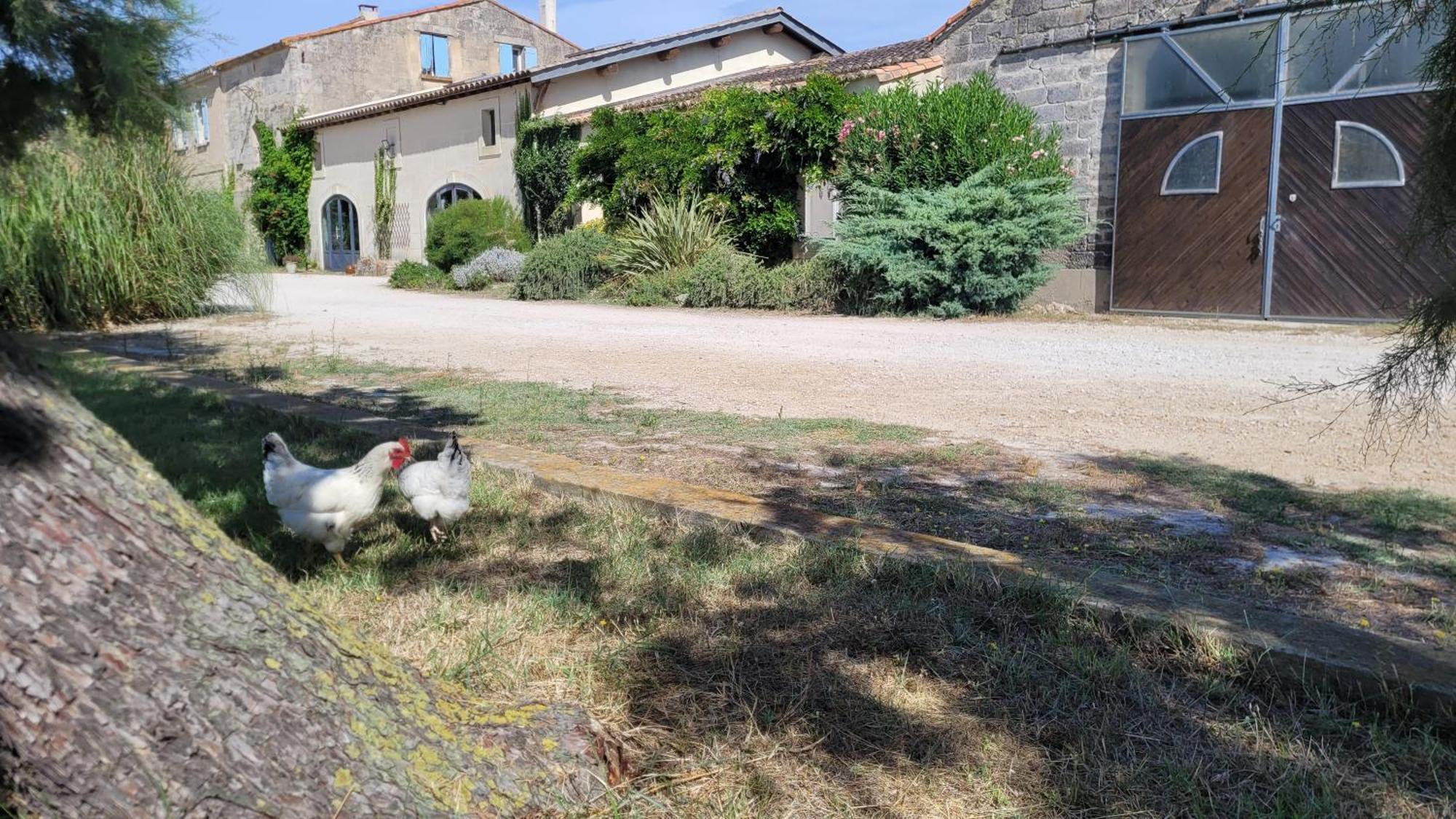 Mas Du Grand Peloux Otel Port-Saint-Louis-du-Rhône Dış mekan fotoğraf